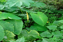 Colocasia esculenta